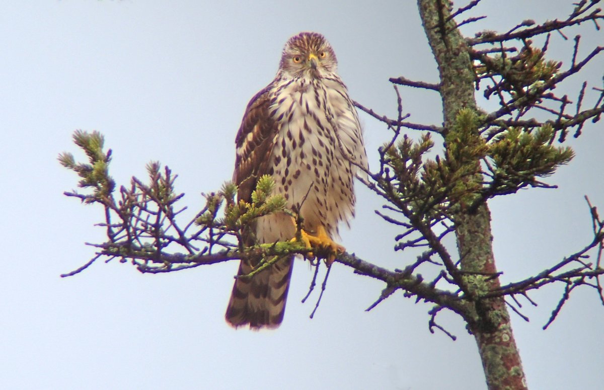 Ястреб-тетеревятник Сибирский