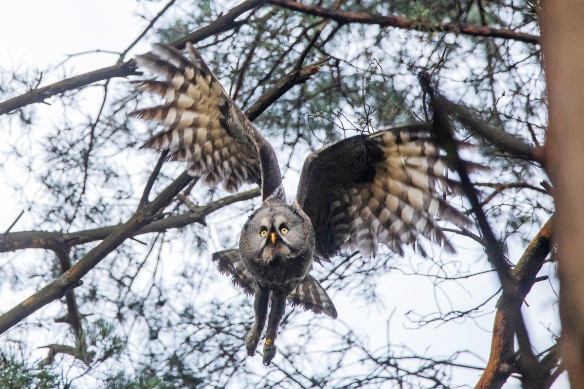 Бородатая неясыть размах крыльев