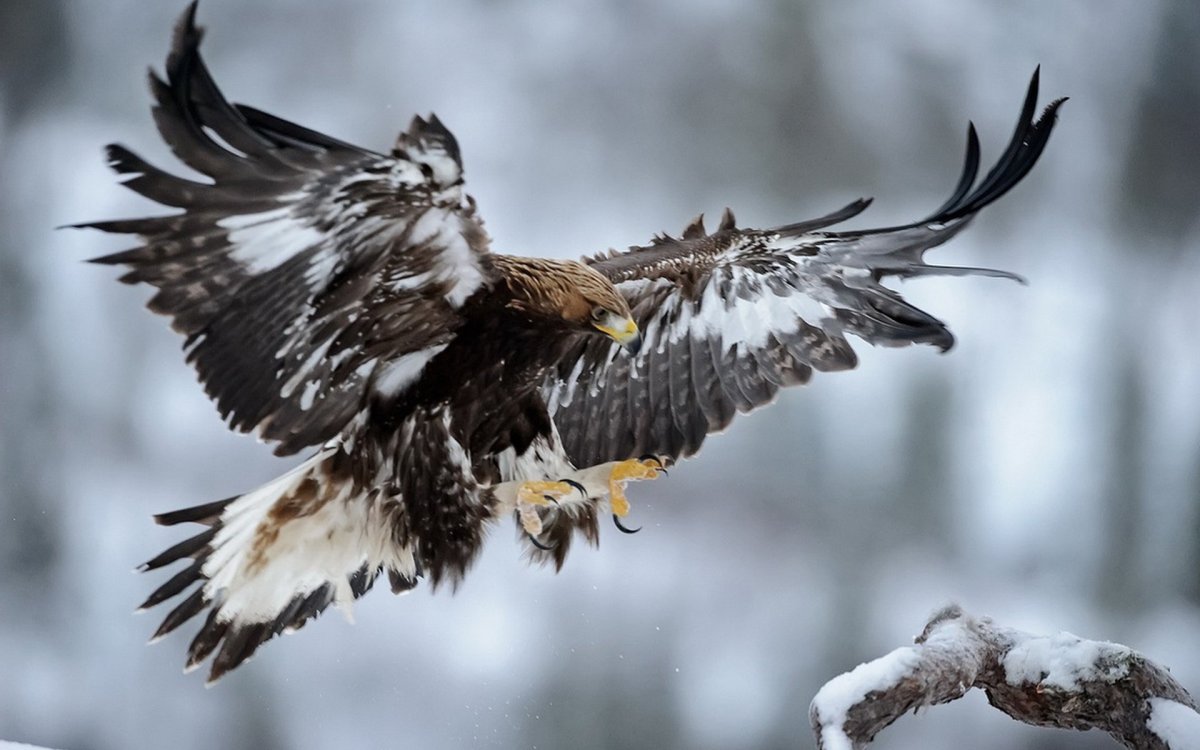 Падающий Орел