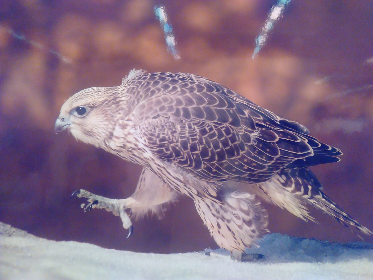 Кречет - Falco rusticolus Linnaeus