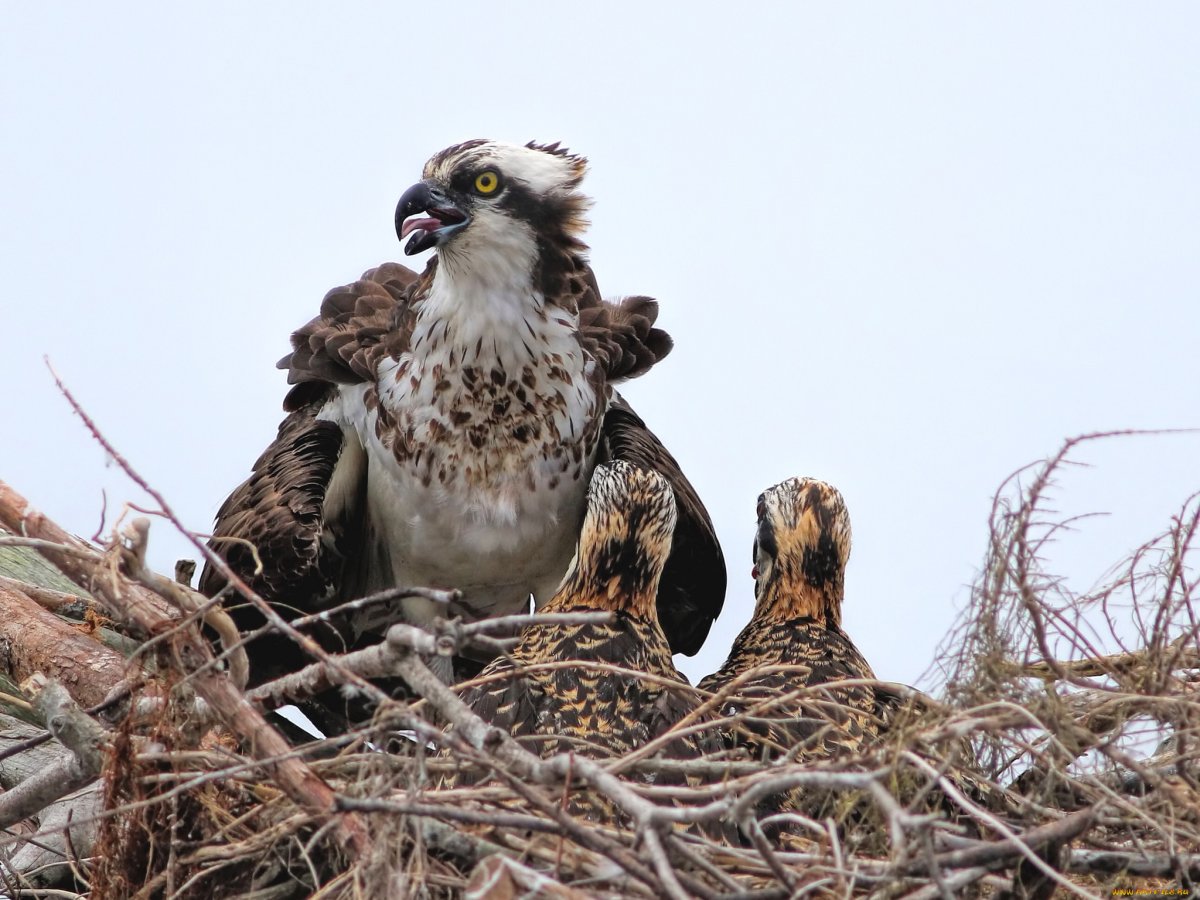 Птенцы дневных хищных птиц