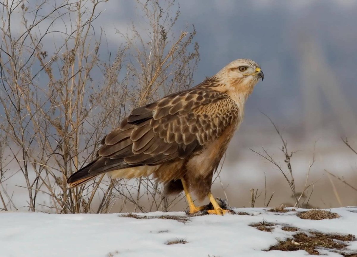 Орел-курганник Ставропольского края