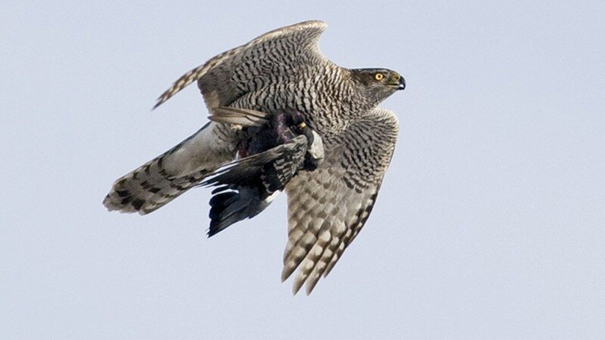 Ястреб-тетеревятник охотится