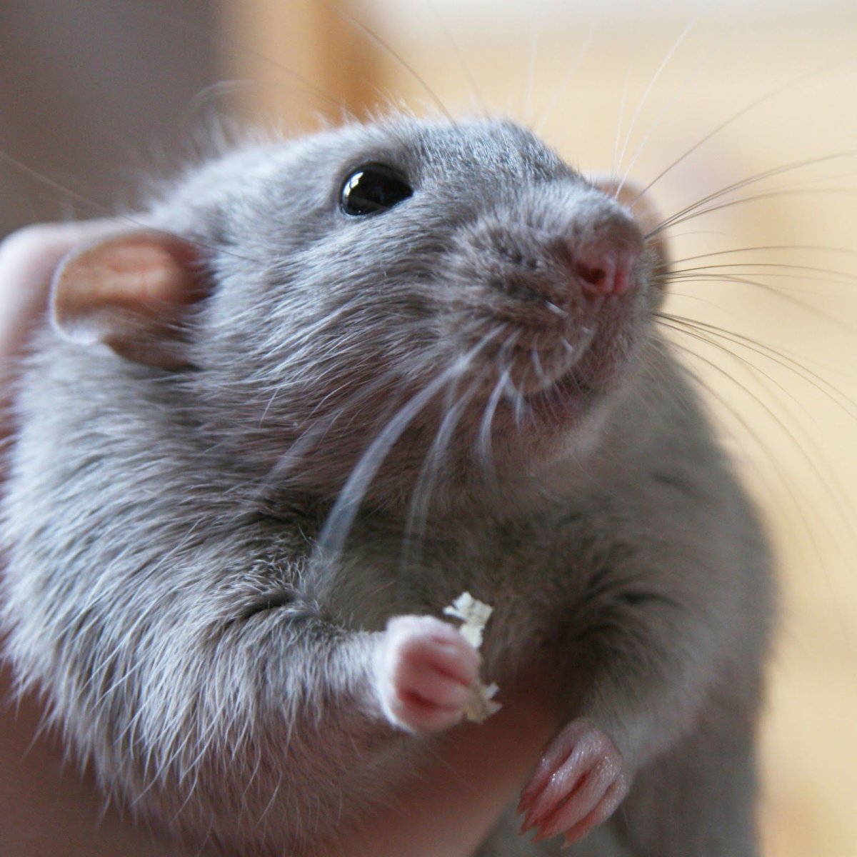 Капюшоновая крыса