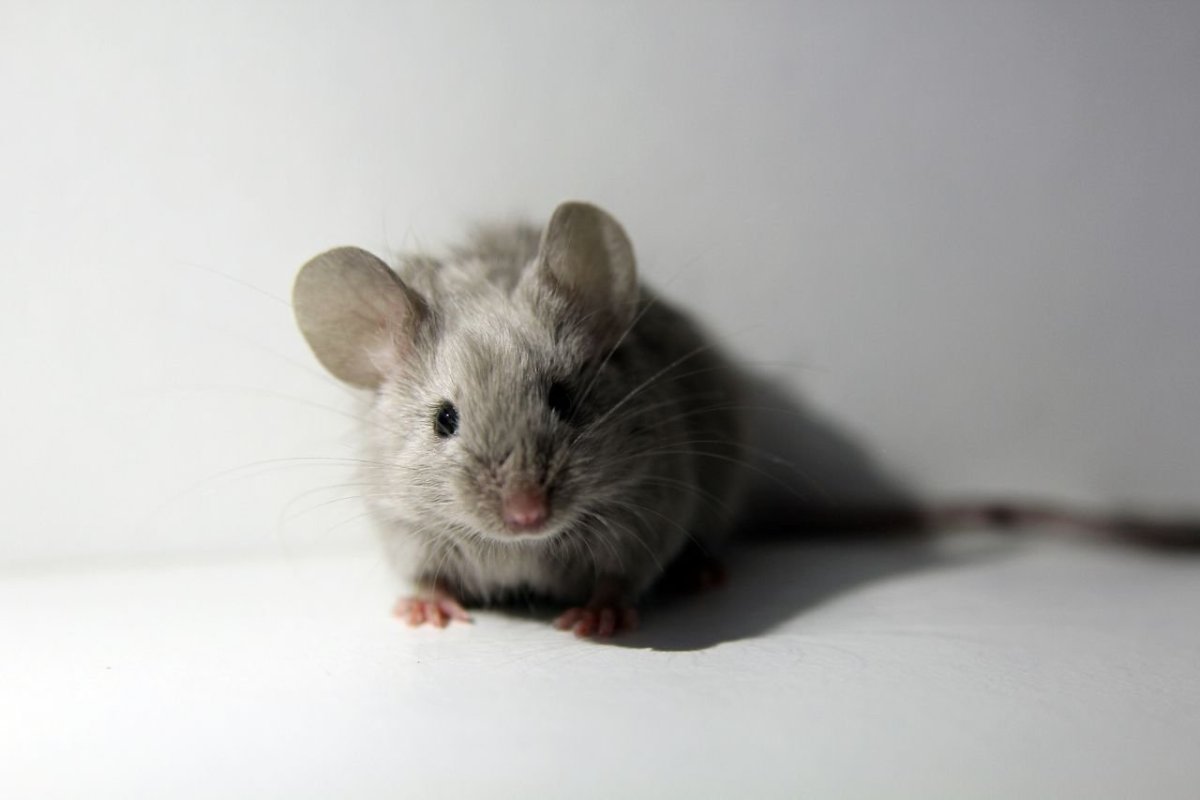 Сатиновая крыса серая