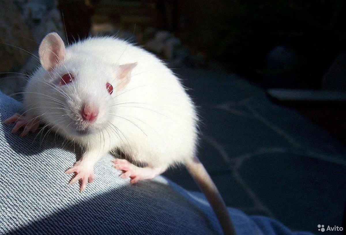 Белая декоративная крыса