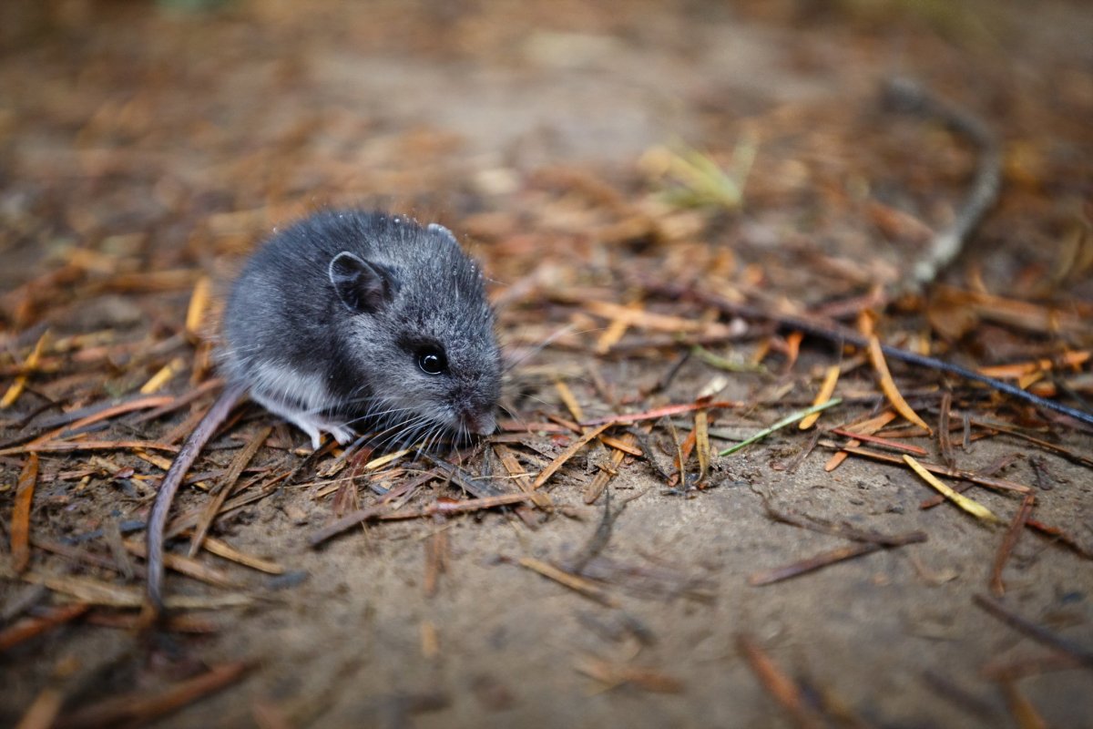Серая полевка, Полевая мышь