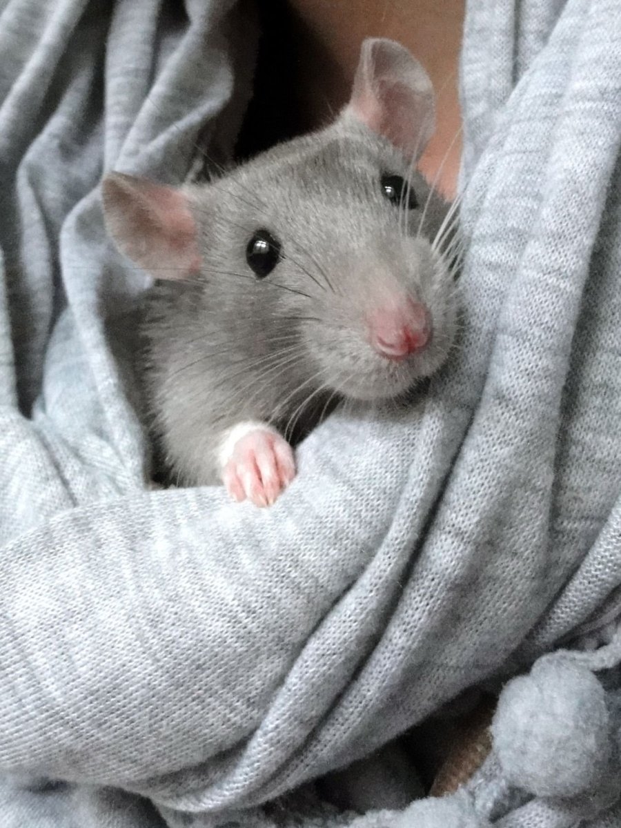 Сатиновая крыса Дамбо