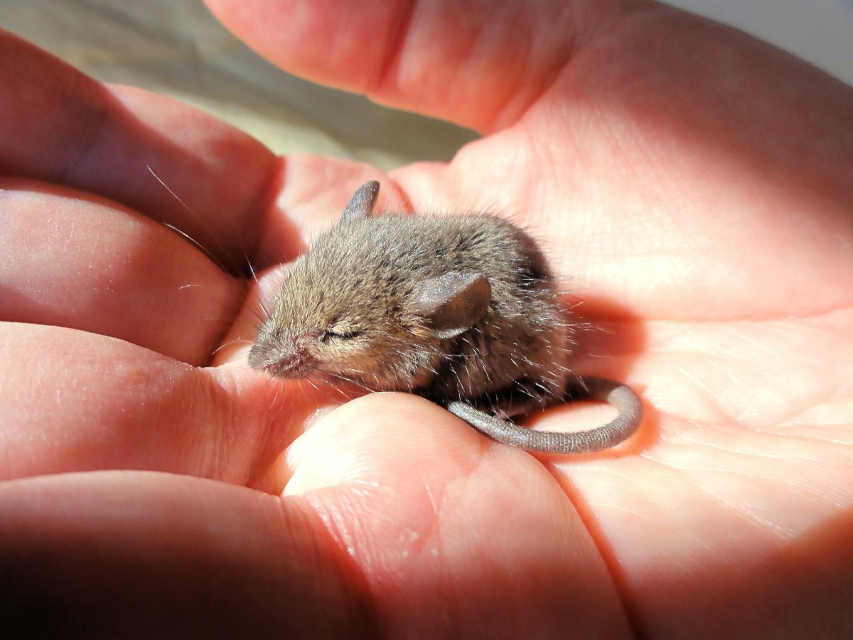 Маленькая мышь