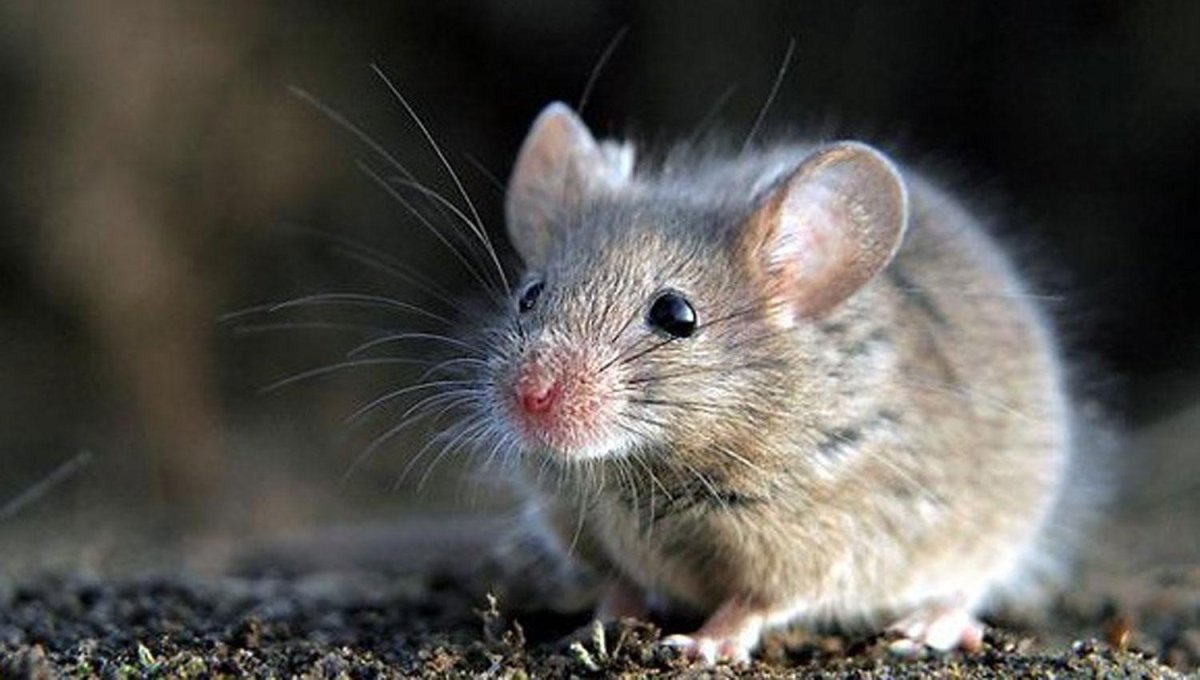 Кустарниковая крыса