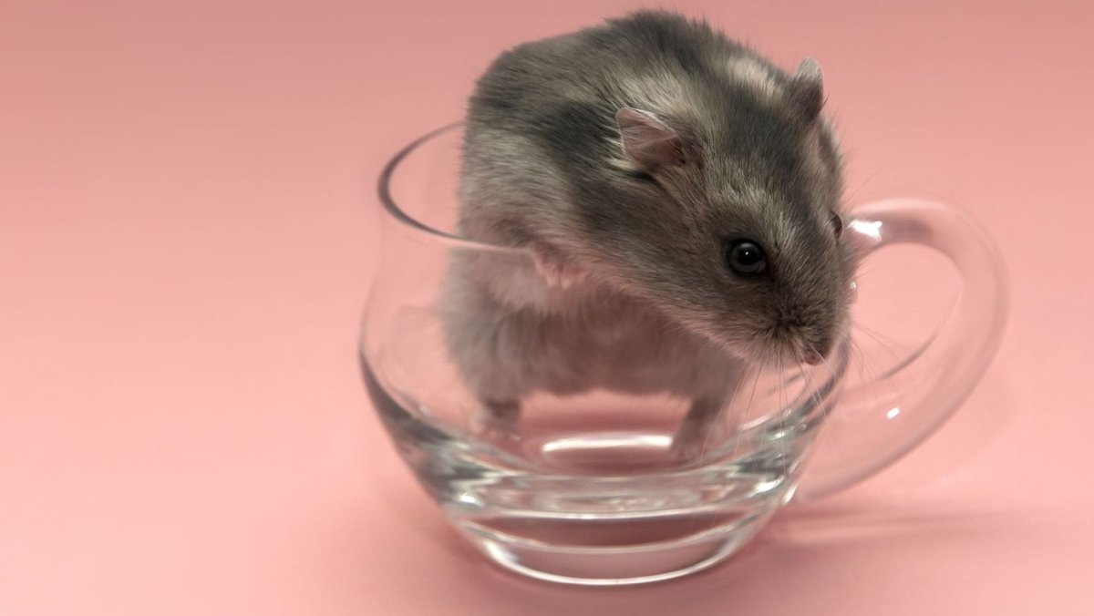 Хомяк джунгарский