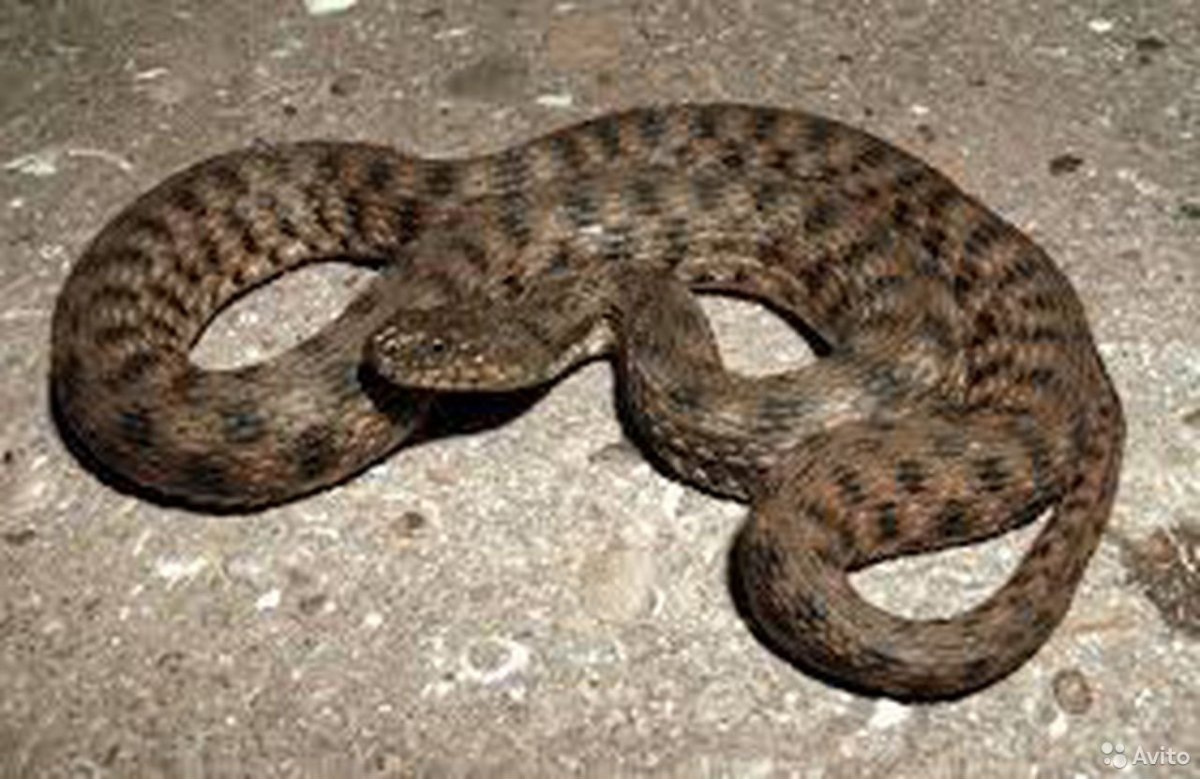Водяной уж (Natrix tessellata)