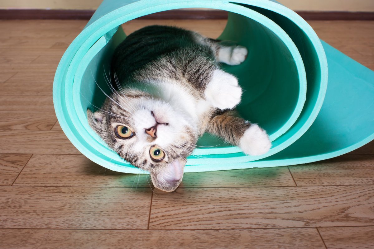 Кот на спортивном коврике