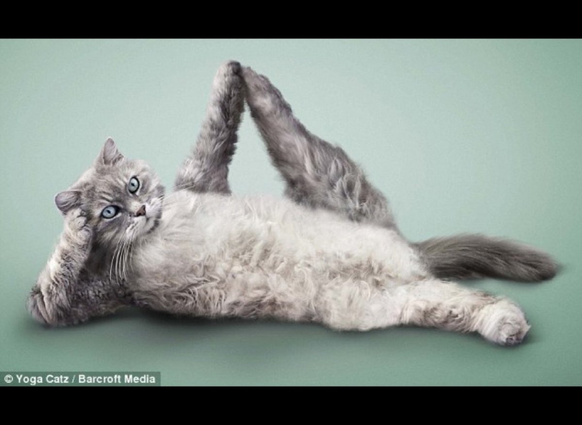 Кот на шпагате