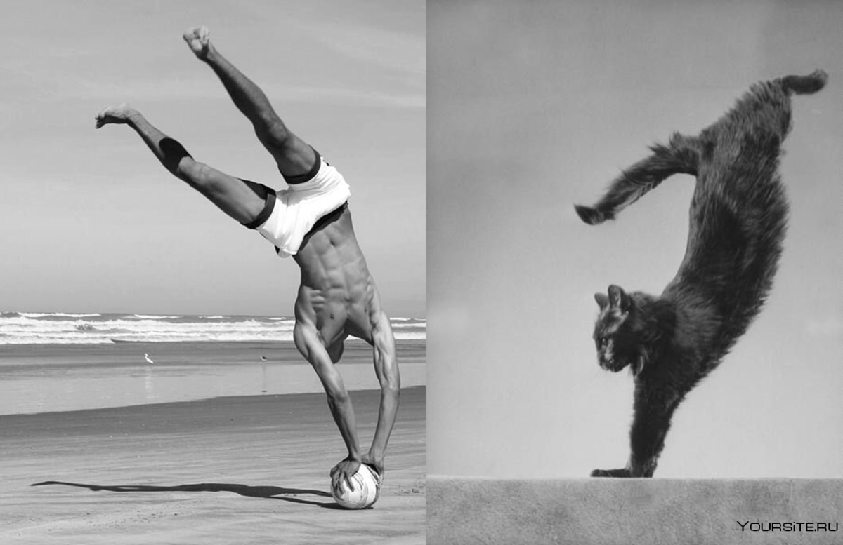 Коты гимнасты