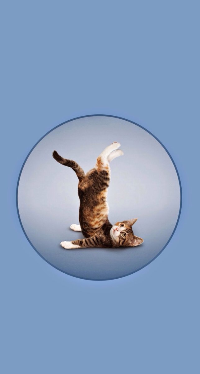 Кот гимнаст