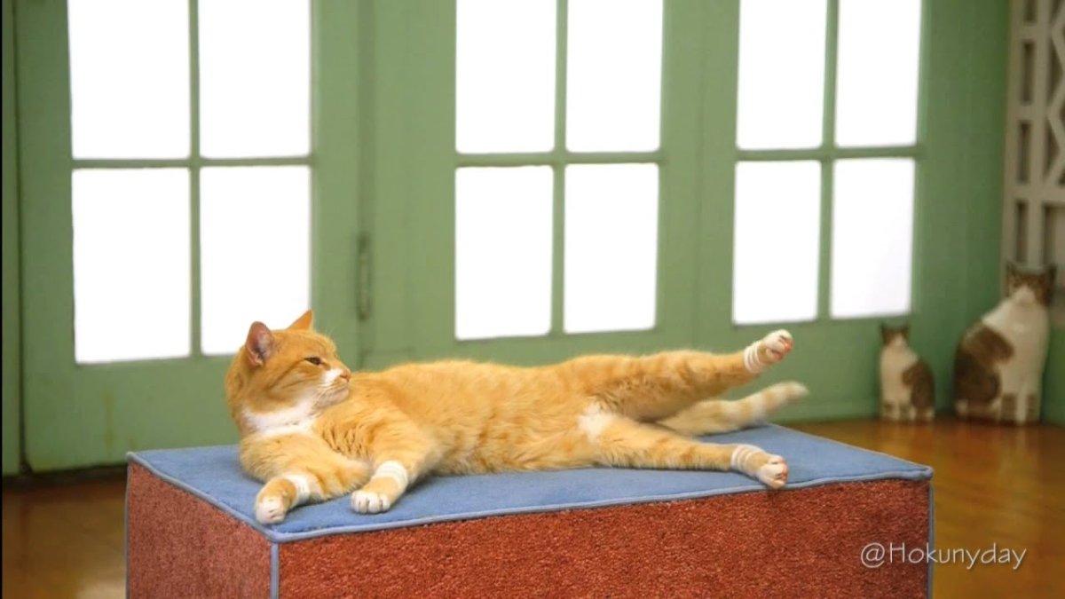 Кот занимается спортом гиф