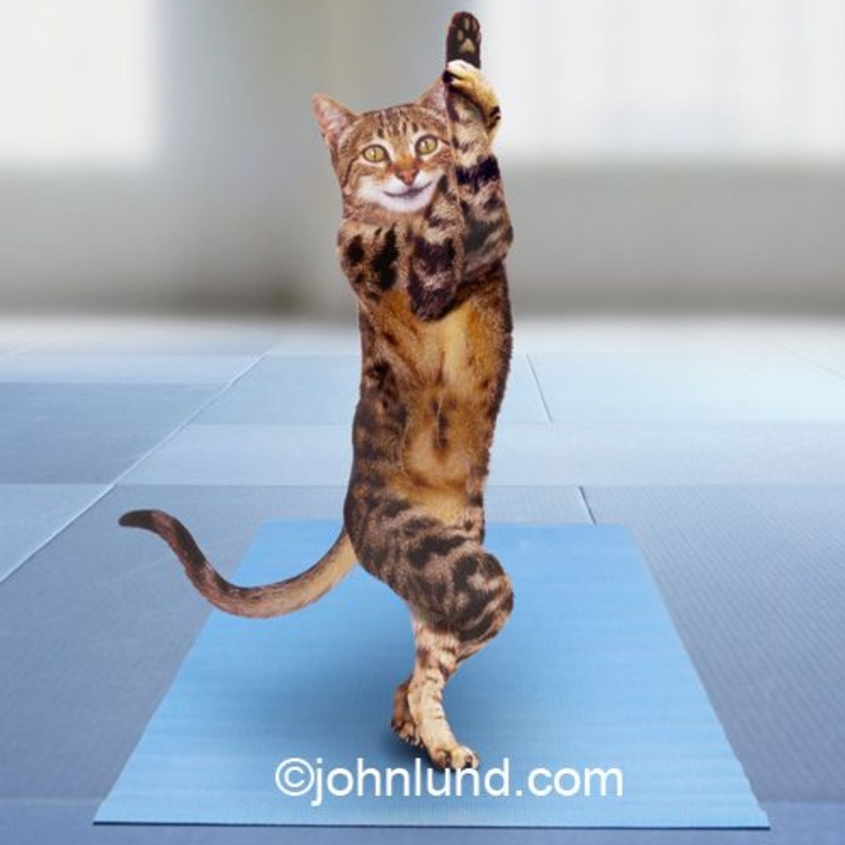 Спортивный кот