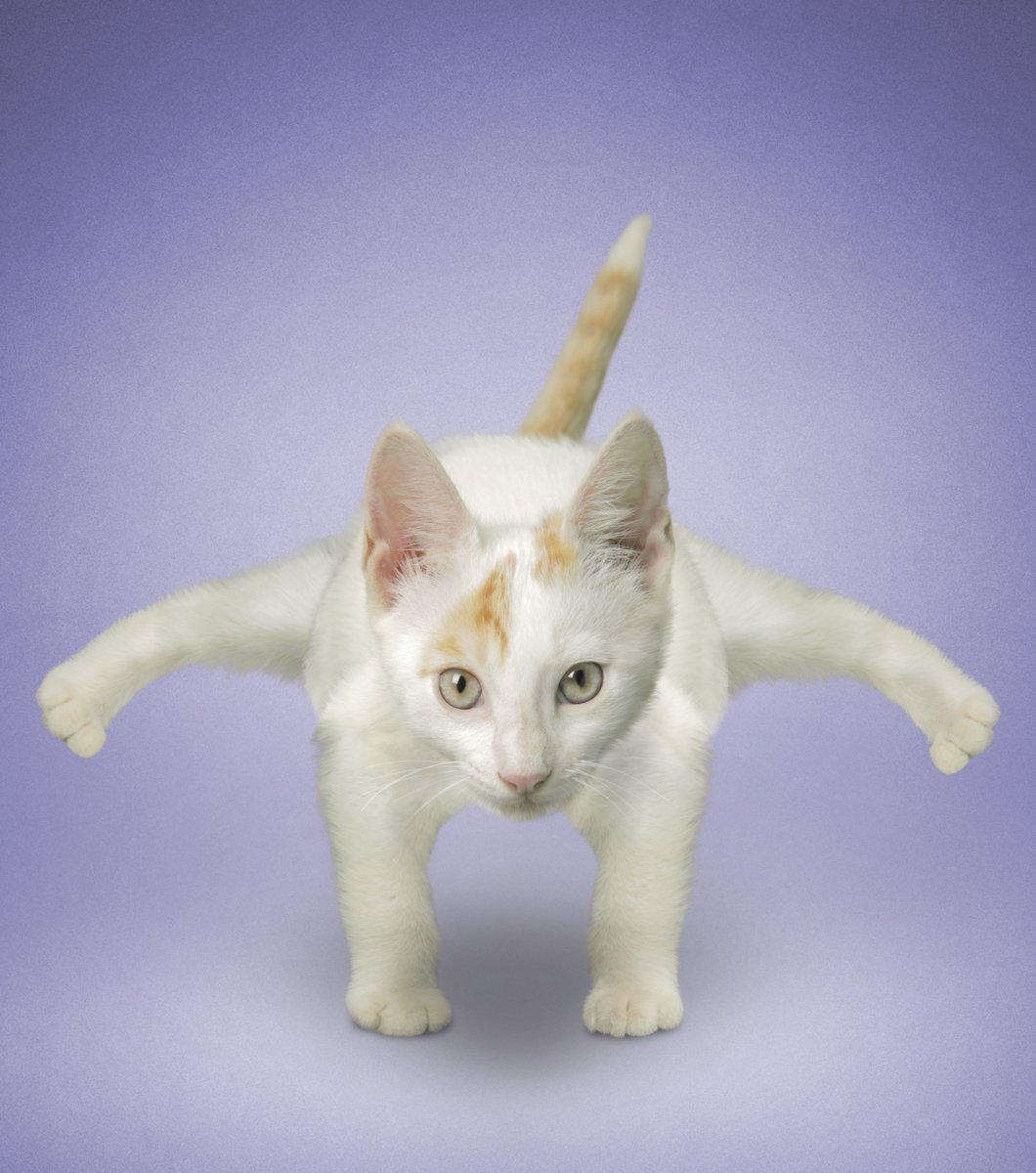 Животные в позе йоги