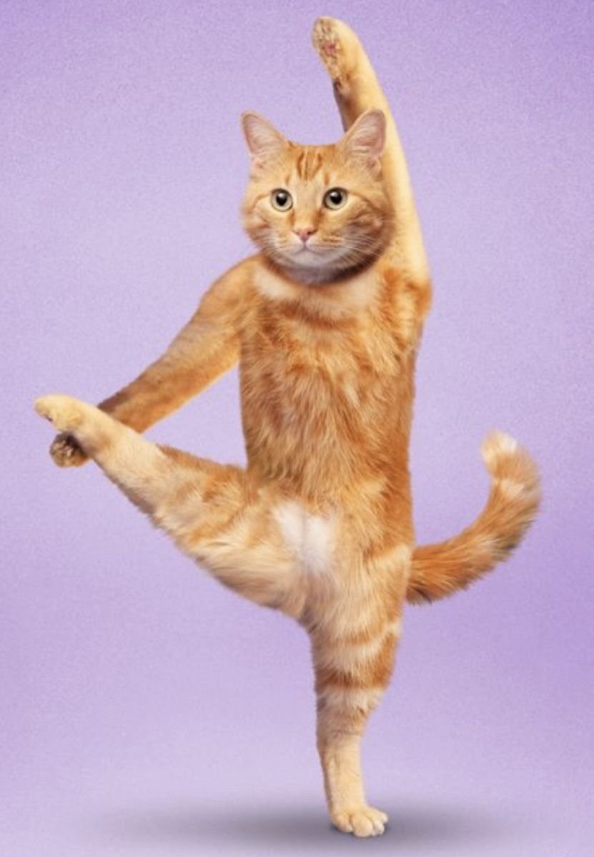 Забавные позы животных