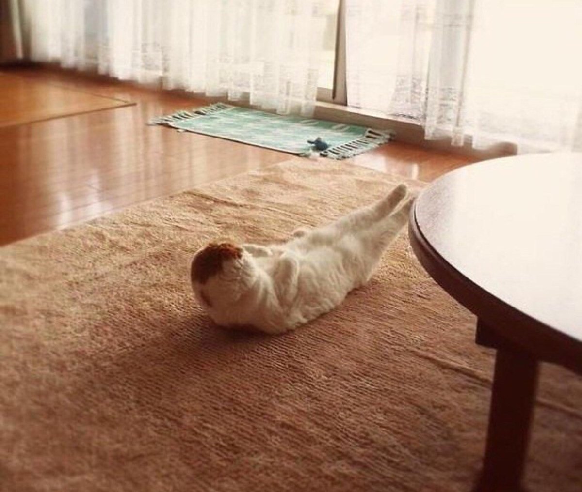 Кот качает пресс