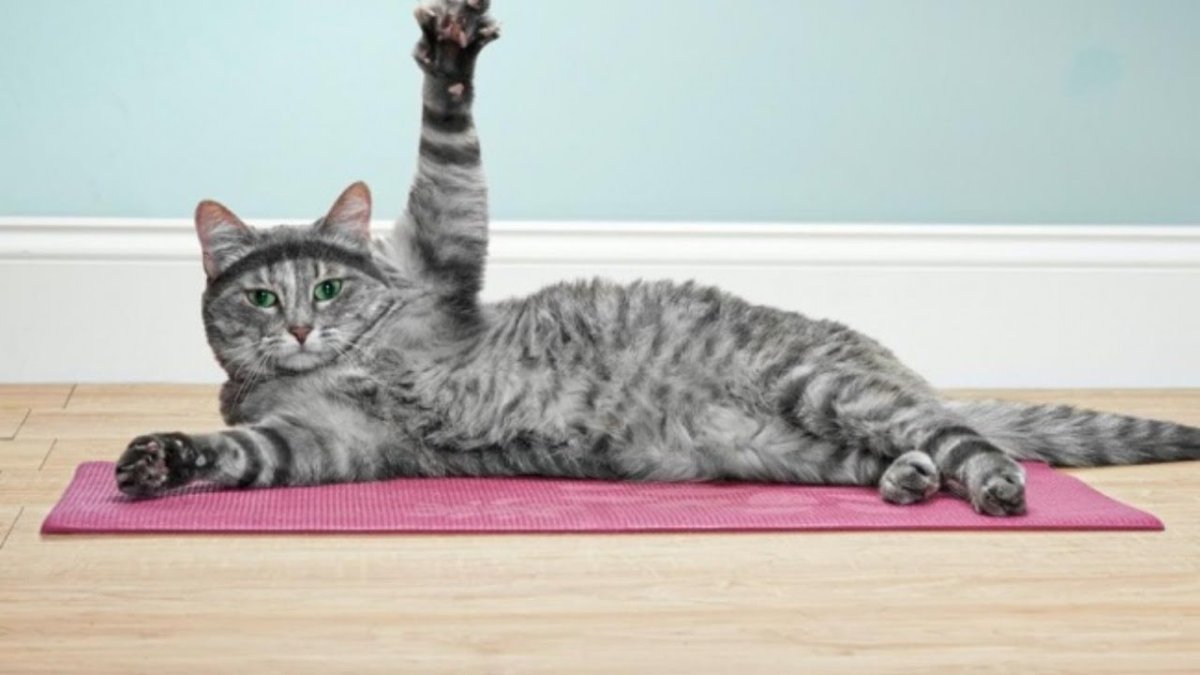 Кот делает зарядку