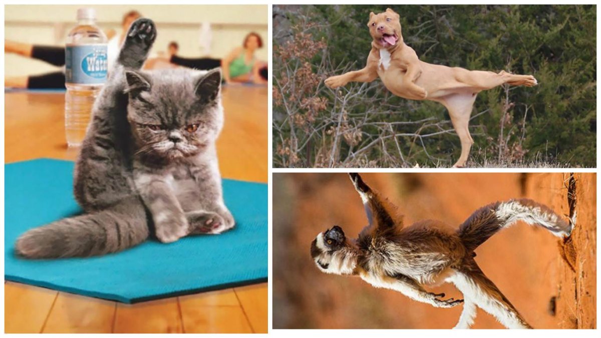 Кот занимается физкультурой