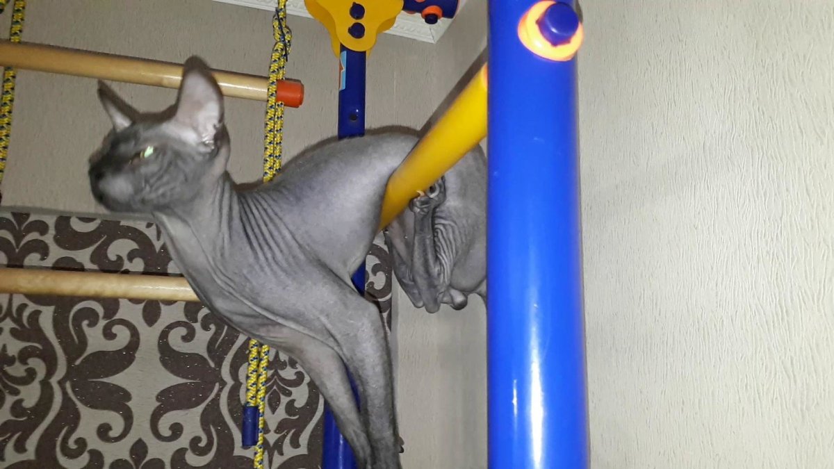 Кот растяжка