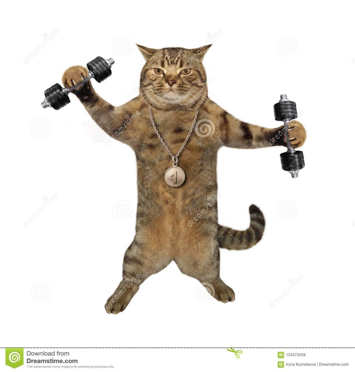 Кот со штангой
