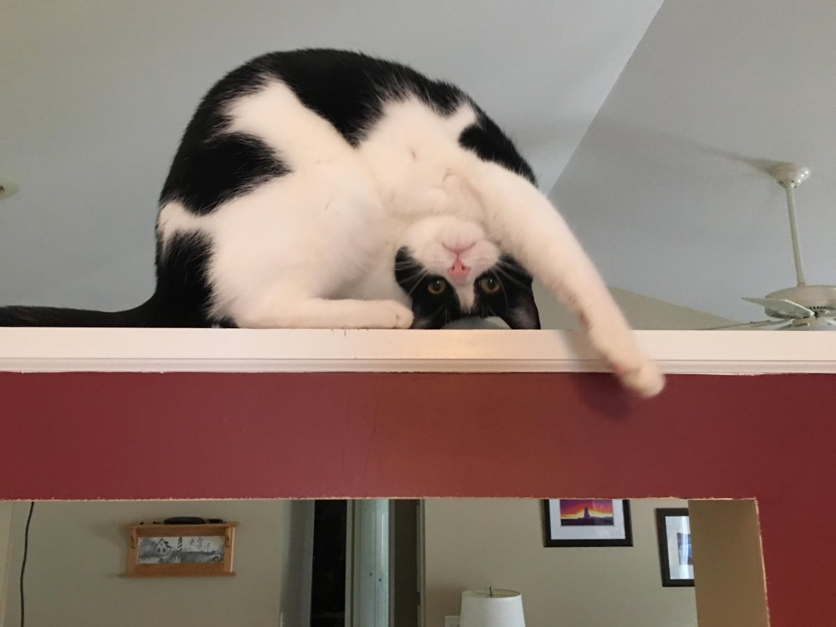 Котик гимнастка