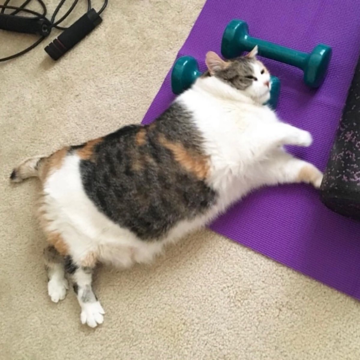 Кот тренируется