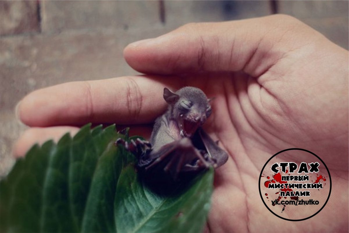 Новорожденная летучая мышь