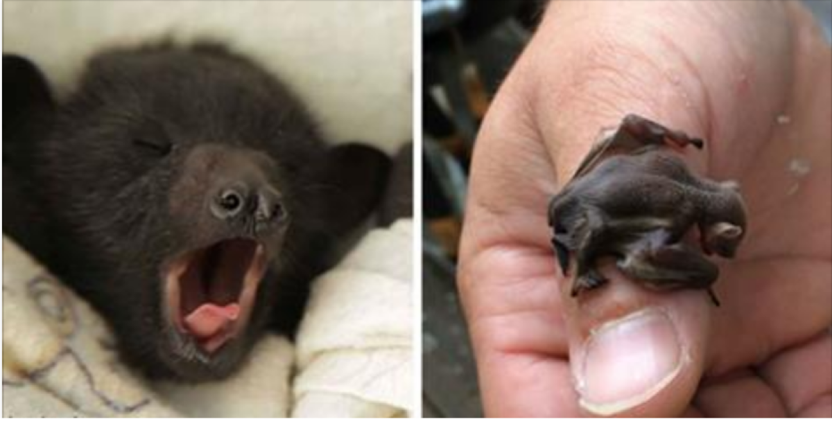 Новорожденная летучая мышь