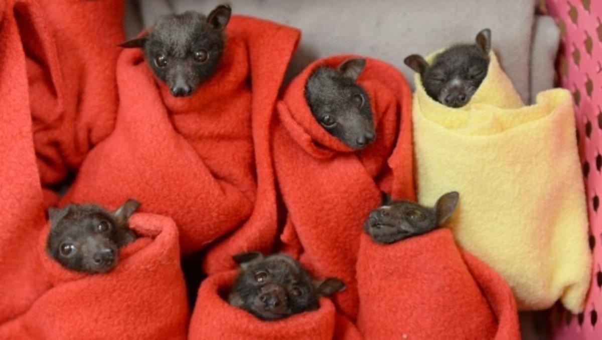 Детёныш летучей мыши