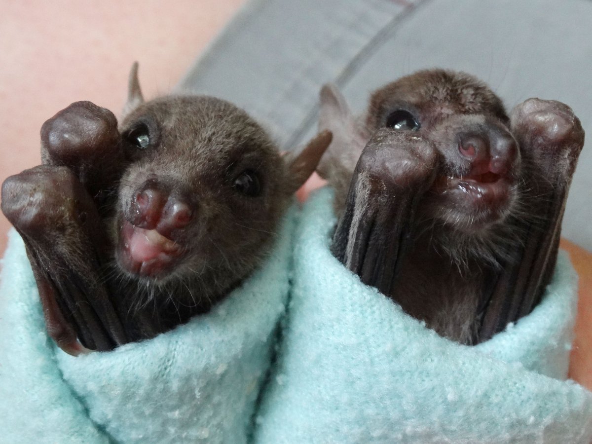 Крыланы египетские летучие собаки