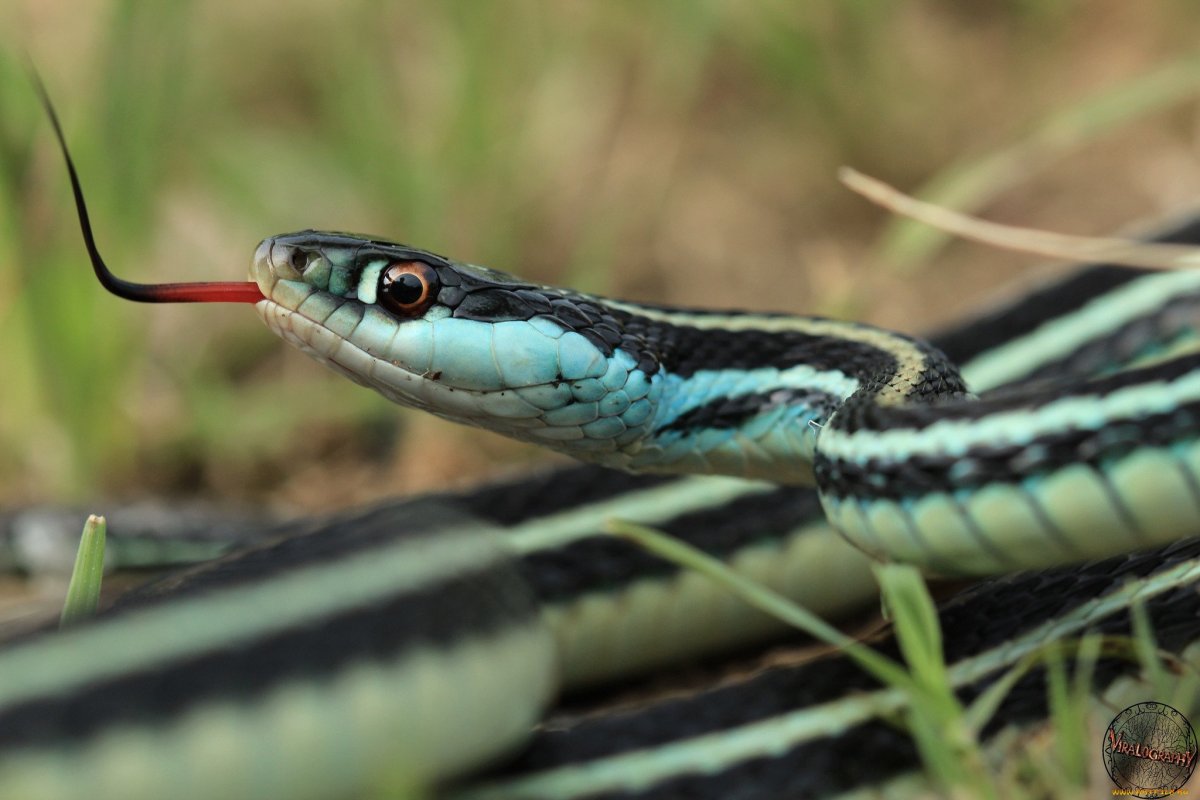Eastern Garter Snake
