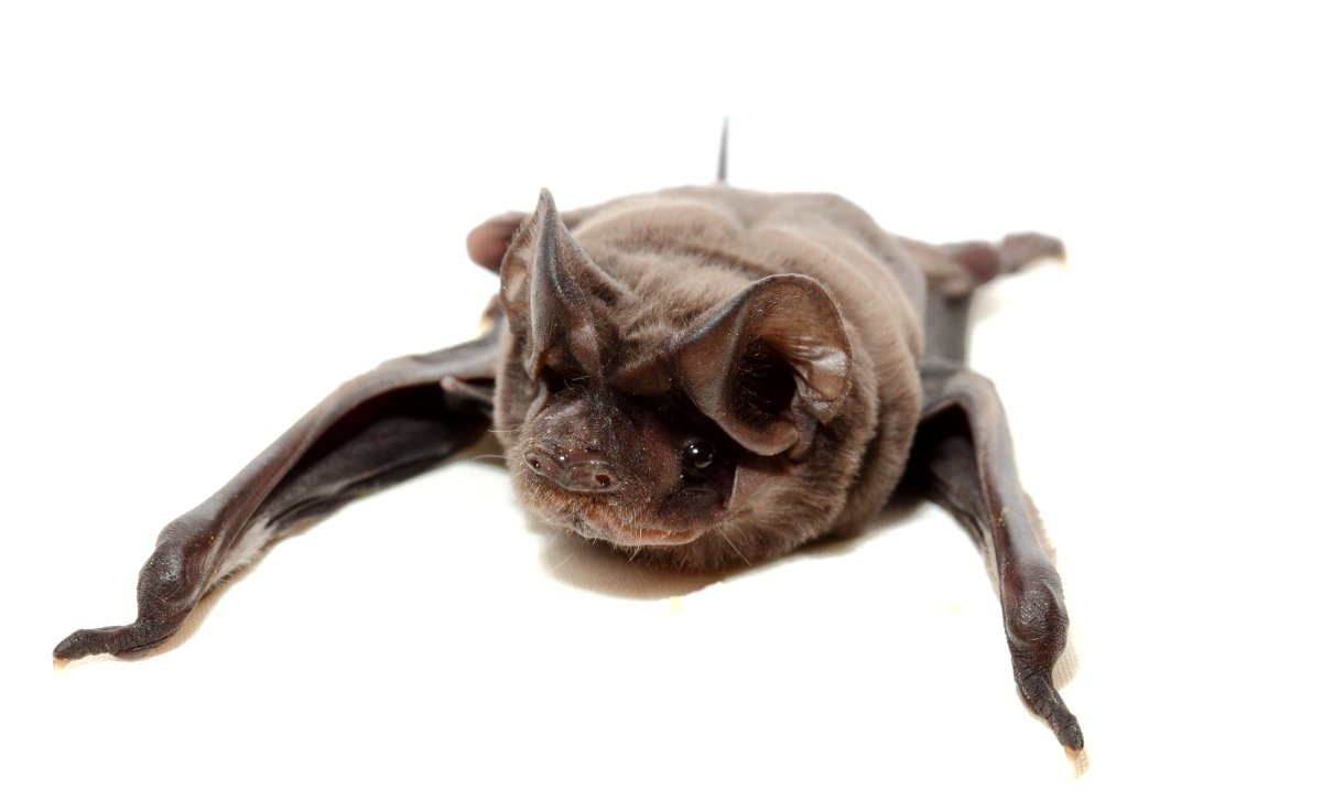 Голокожая летучая мышь