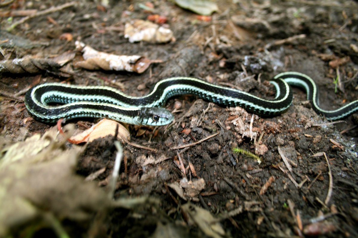 Камень змеи