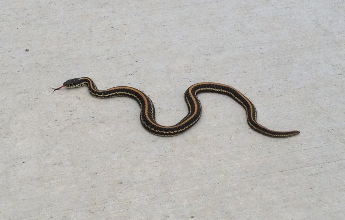 Змея с полосками вдоль тела