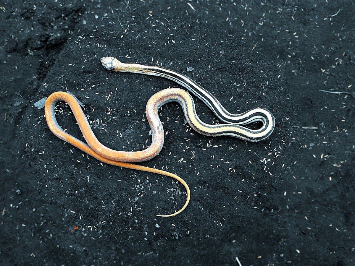Коричневая полосатая змея