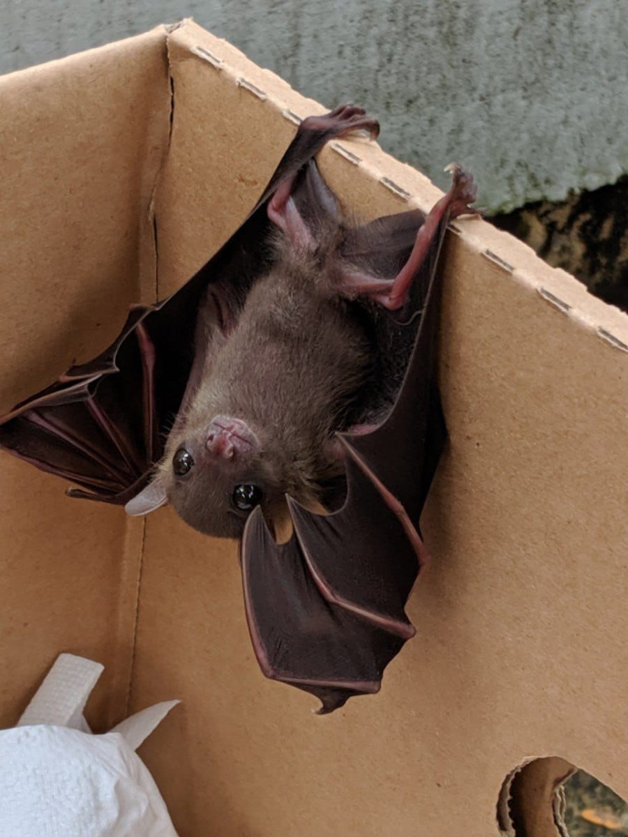 Летучая мышь крылан