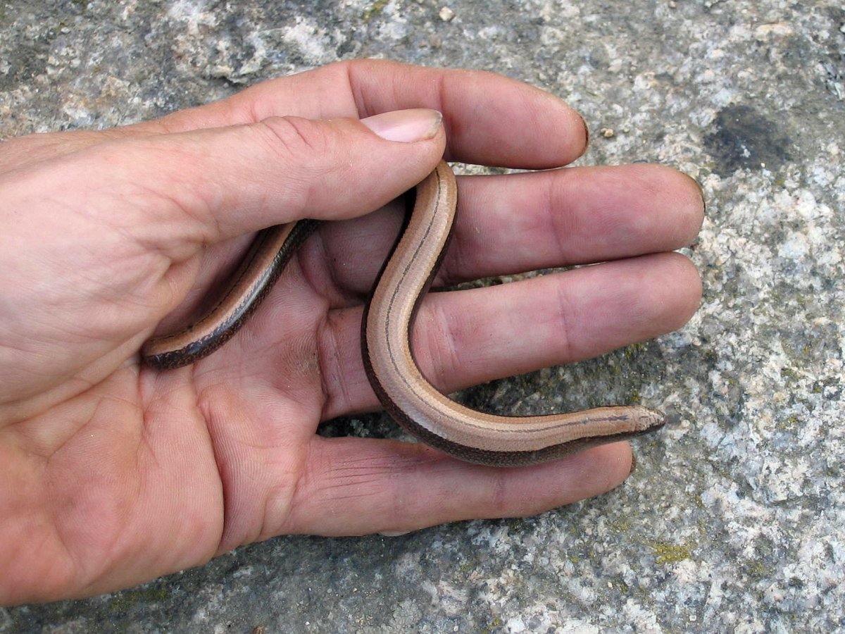 Змея вид сверху