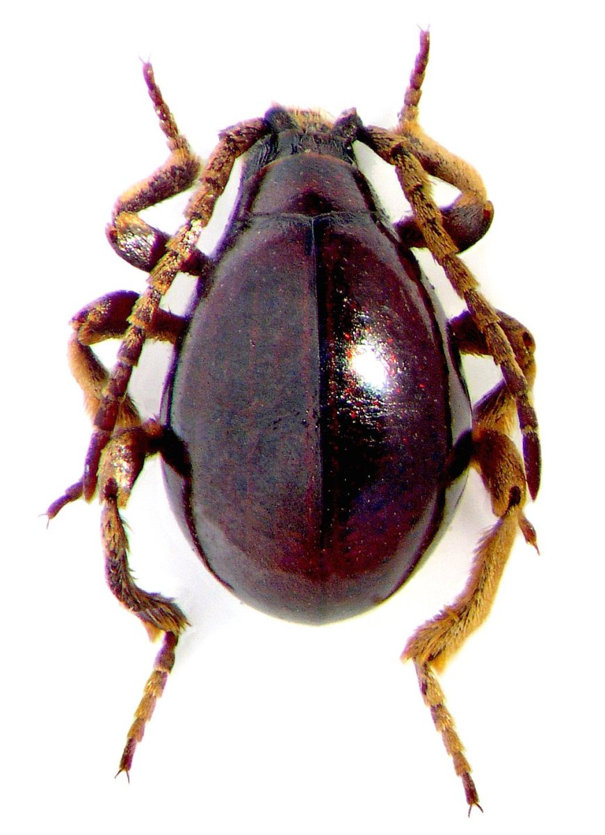 Жук притворяшка Gibbium Psylloides