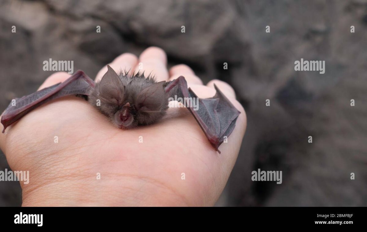 Летучая мышь в руках у женщины