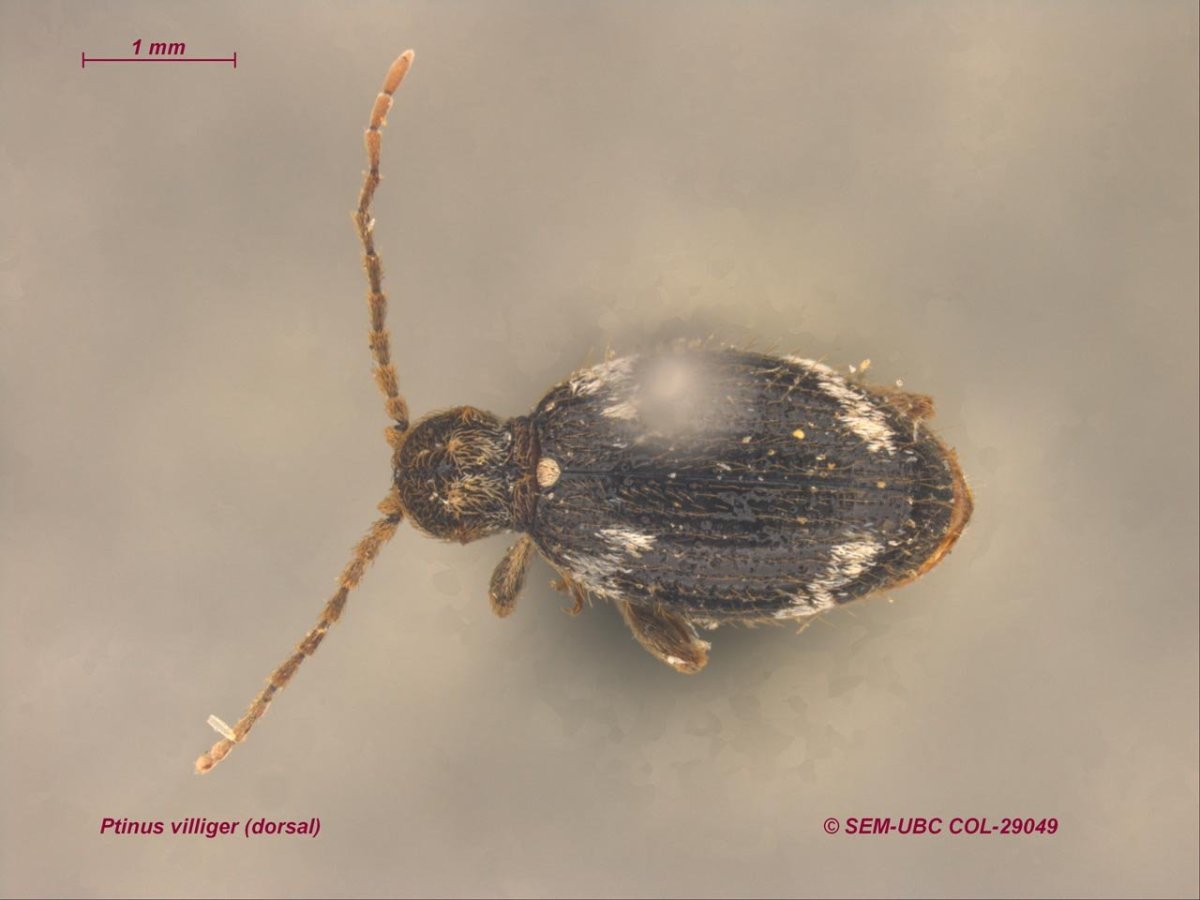 Жук притворяшка Gibbium Psylloides