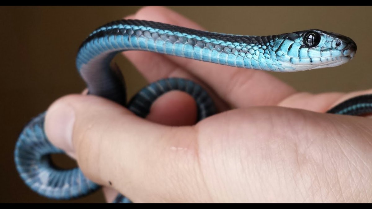 Калифорнийская подвязочная змея