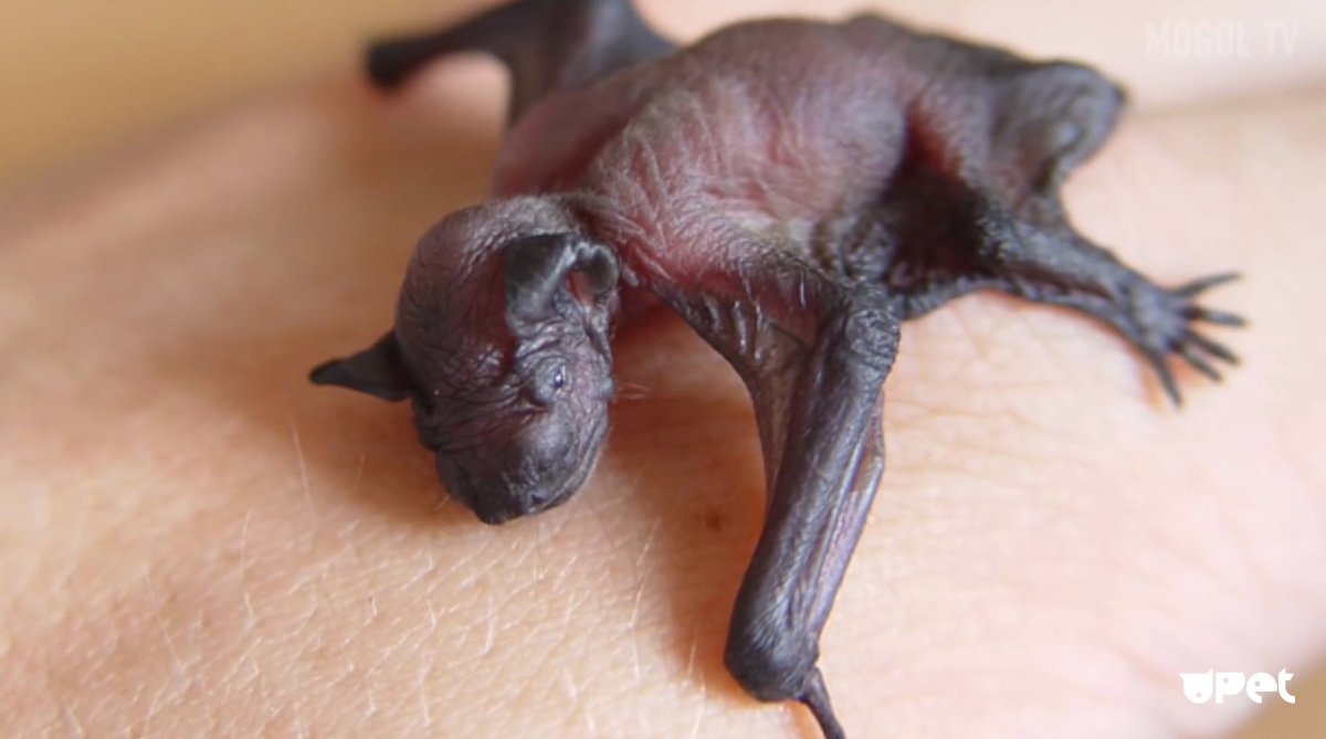 Новорожденный Кенгуренок