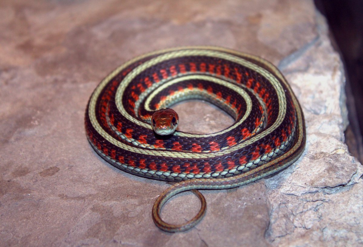 Подвязочная змея пестрая (Thamnophis Marcianus)