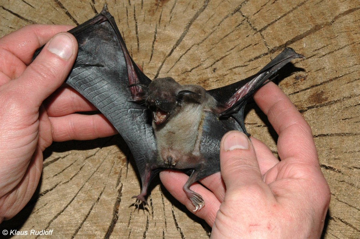 Летучая мышь самец