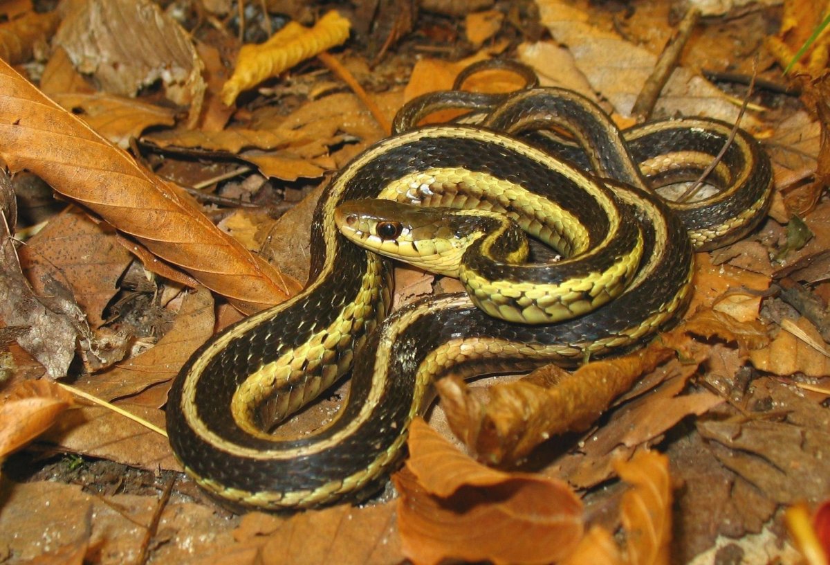 Bothrophthalmus lineatus